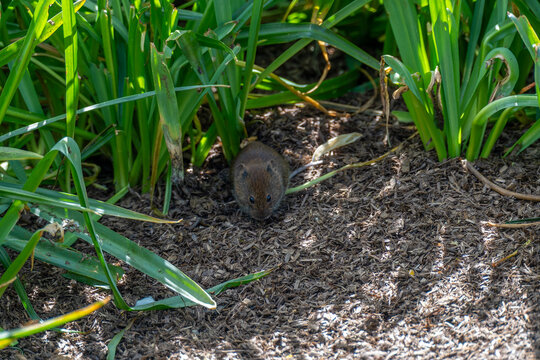 cute bank vole sitting amongst plants