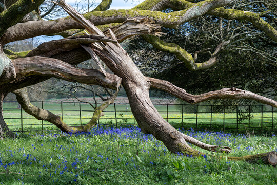 Beautiful bluebells a symbol of humility constancy gratitude and everlasting love growing under an old tree