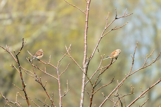 male and female linnets carduelis cannabina perched in a tree with a blurred background