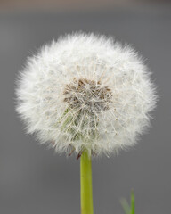 Bio Diversity - Taraxacum sect. Ruderalia - Detailed Photo with Waterdrops inside the Dandelion Seeds © Aleksandra