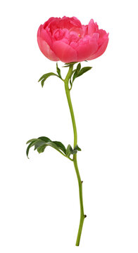 Profile view of coral peony flower isolated on white or transparent background. Profile view.