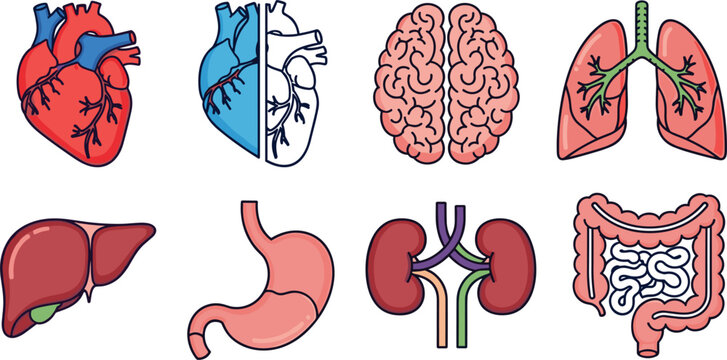 Human internal organs icon set featuring heart brain lungs liver stomach kidneys and digestive system anatomy illustrations