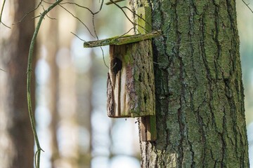 Rustykalna budka lęgowa dla ptaków z naturalnego drewna na pniu drzewa w lesie. Drewniany domek dla ptaków pokryty mchem na tle rozmytego lasu sosnowego. Ekologia i ochrona przyrody. © Henryk Niestrój