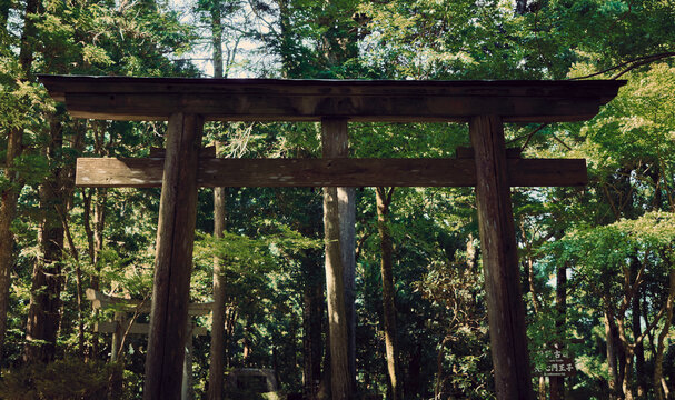 wood torri gate kumano kodo forest