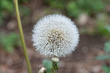 Bio Diversity - Taraxacum sect. Ruderalia - Detailed Photo with Waterdrops inside the Dandelion Seeds © Aleksandra