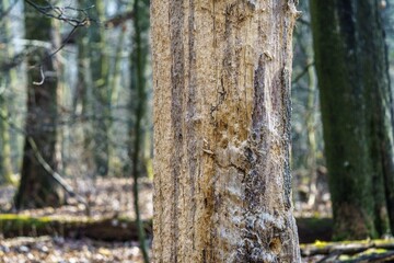 Uszkodzony pień drzewa z widocznymi śladami żerowania dzięcioła w naturalnym lesie. Detal tekstury zdartej kory na tle wiosennej puszczy. Przykład procesów ekologicznych. © Henryk Niestrój