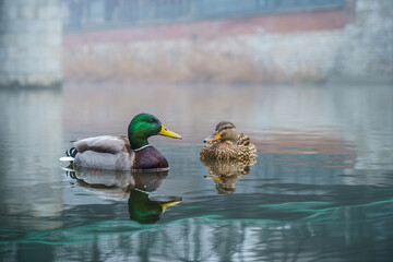 Para kaczek krzyżówek pływająca po spokojnej rzece w zamglonym mieście. Samiec i samica kaczki na tle murów i mgły. Malownicze odbicie w wodzie, miejska natura i spokojny poranek nad wodą. © Henryk Niestrój