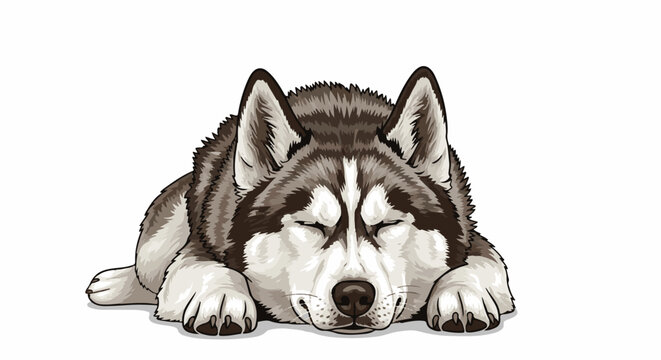 A domestic husky dog is sleeping peacefully on a white background