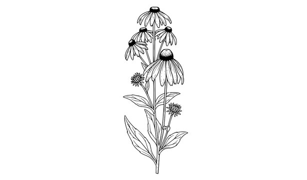 Rudbeckia laciniata botanical line drawing with detailed cutleaf coneflower plant isolated on white background vector