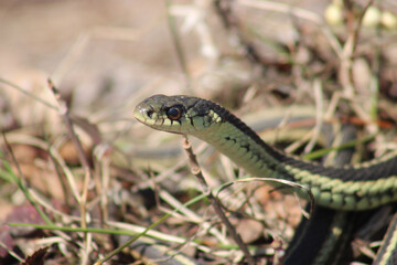 Fototapeta premium Common Garter Snake