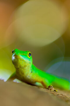Vibrant Gold Dust Day Gecko (Phelsuma laticauda) Close-up with Artistic Bokeh Background