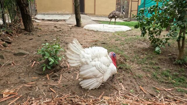 A white domestic turkey resting on the ground with feathers spread, captured in a natural enclosure setting. An emu can be seen in the background, adding depth to this farm or zoo environment scene.