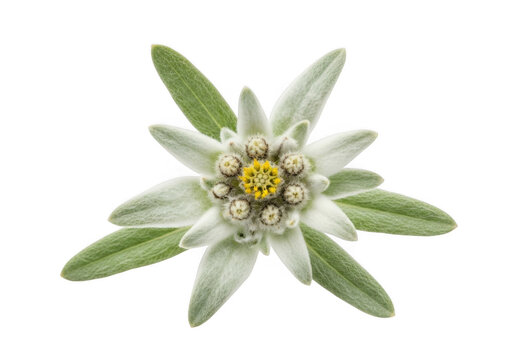 Closeup of a single, delicate edelweiss flower with fuzzy white bracts and a yellow center, isolated on transparent background