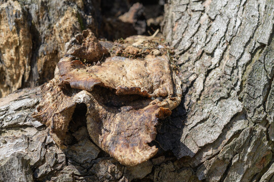 spent conk (or organic fungi) and tree bark close-up