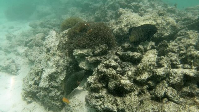 Tomato clownfish and Maldive anemonefish, an anemonefishes found in the northern Indian Ocean. Like all anemonefish it is usually found living in association with sea anemones