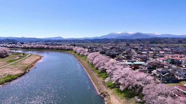 Hitome Senbonzakura | Town & Sakura | Aerial - 4K Aerial Video
