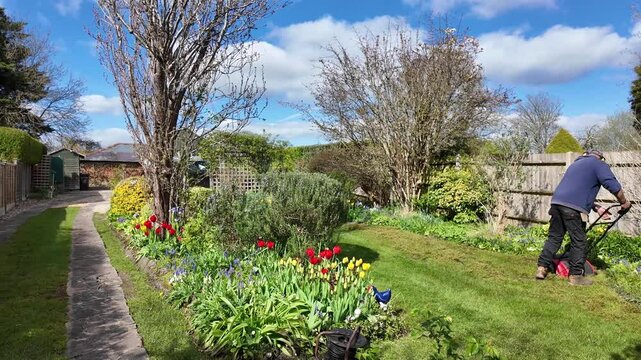 Winchester Hampshire England UK. 07.04.2026. Video. Gardener using an electric scarifyer to remove. thatch from a lawn. in a country Garden.