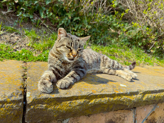 Obraz premium Cat rests on stone wall under sunlight near green plants in a garden during midday hours