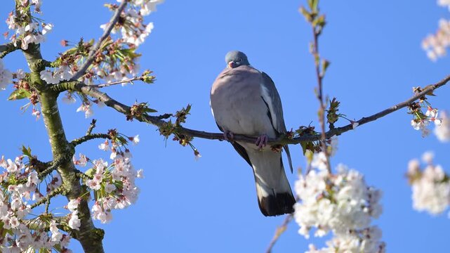 Wood pigeon on alert, perched on a branch of cherry blossom tree shaken by the wind, takes flight. Columba palumbus, Prunus avium, r&eacute;gion Centre, France, European Union, Europe