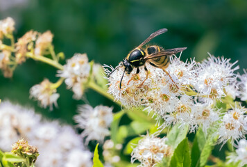 Close up of common wasp collecting nectar on white flowers © Simas