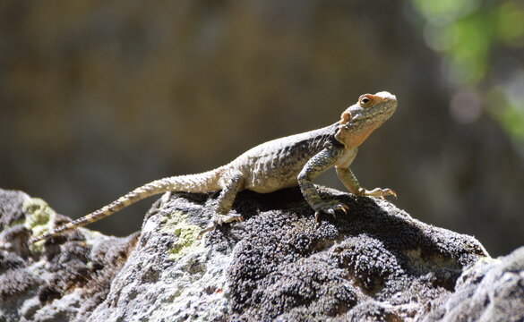 Agama lizard in Cappadocia in Turkey