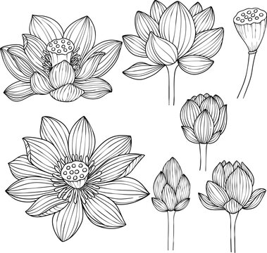 Hand-drawn set of lotus flowers and buds, black and white vector illustration in linear style, isolated on white background. Botanical floral collection for coloring books, wedding invitations, and ze