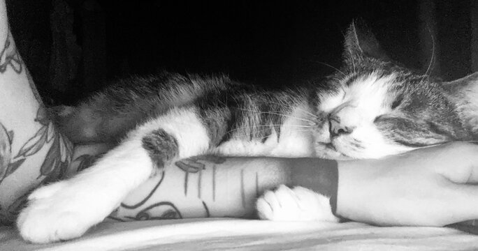 cat