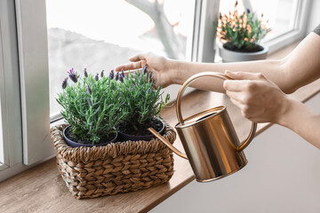 Young woman watering pot with lavender flowers on windowsill at home, closeup © Pixel-Shot