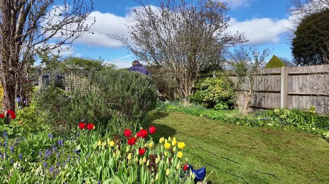 Winchester Hampshire England UK. 07.04.2026. Video. Gardener using an electric scarifyer to remove. thatch from a lawn. in a country Garden.