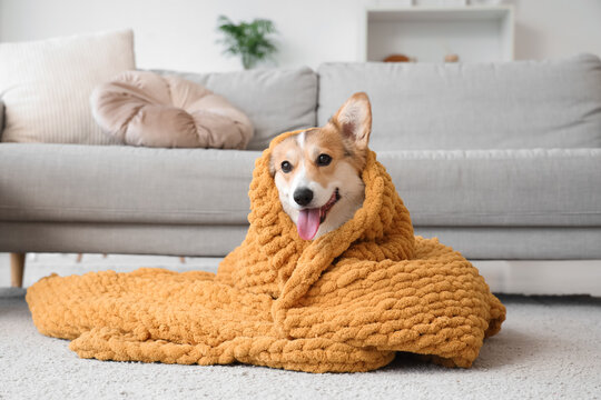 Cute Corgi dog with orange plaid on floor at home