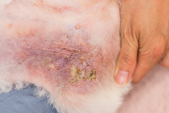 White dog showing skin allergy and irritation condition