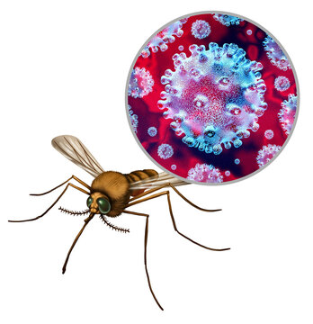 Oropouche Virus spread and Outbreak concept as an infected mosquito as an arthropod borne Orthobunyavirus transmitted as an epidemic or pandemic fear disease spreading.