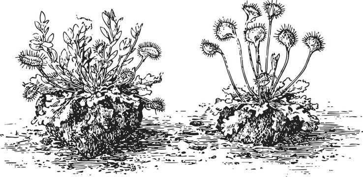 Detailed black and white illustration of carnivorous sundew plants with sticky tentacles and rounded leaves