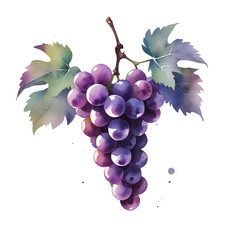 Naklejka premium Purple Isabella Grapes Bunch with Green Leaves, Rustic Watercolor Illustration for Homemade Wine Label and Farmhouse Decor, Hand Painted Vineyard Graphic on Transparent PNG
