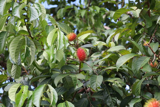 ripe rambutan tropical fruit tucked amid dense green leaves on tree (close-up, tropical)