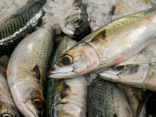 Fototapeta premium Fresh whole mackerel fish displayed on crushed ice at fish market with natural colors and shiny skin texture