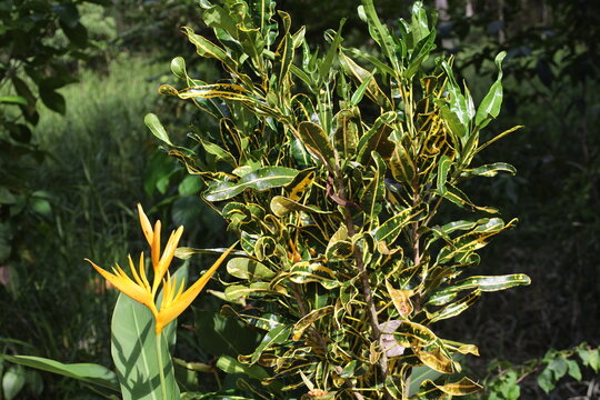 single tropical bright yellow blossom, green leafy bush, sunshine 