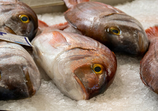 Fresh whole fish with clear eyes displayed on crushed ice at fish market counter with natural colors and texture