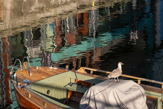 Urban canal water with boat at dock in Norway showing reflection during autumn as Oslo seagull rests on quiet shoreline scene calm