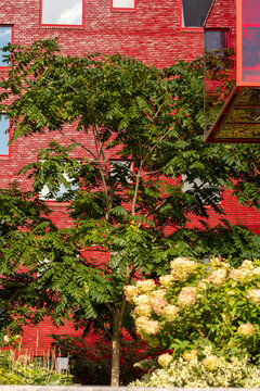 Urban brick building architecture with garden greenery and autumn tree in Sweden showing Stockholm residential facade and courtyard