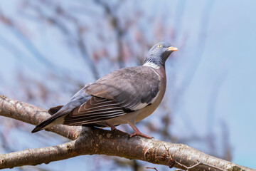 Gołąb grzywacz (Columba palumbus)  © Janusz Lipiński