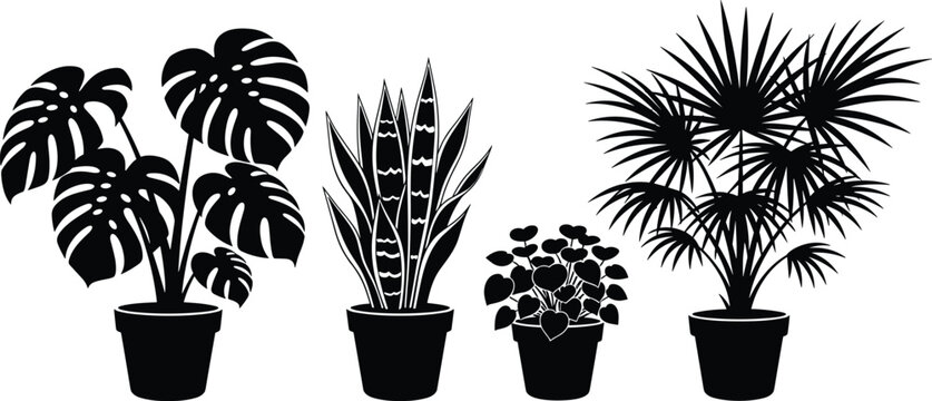 Agave desert plant silhouette with tall flowering stalks, xerophyte botanical illustration, black and white vector design, natural succulent plant and arid landscape concept