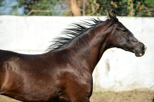 portrait of beautiful marwari mare running speedly  in paddock. India
