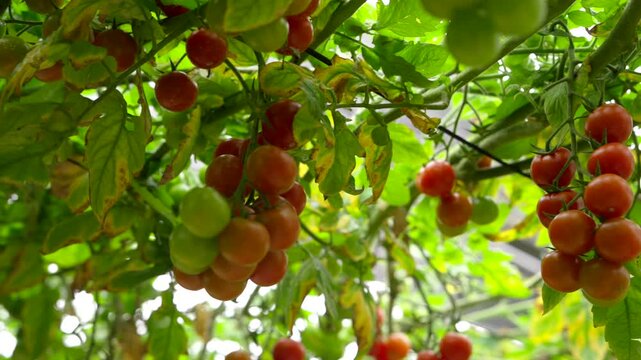 Tomato cultivation in a greenhouse in Almeria, Andalusia, Spain.