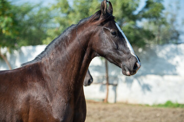 Fototapeta premium portrait of beautiful marwari mare running speedly in paddock. India