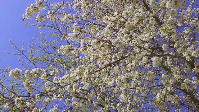 beautiful Spring day, Cherry blossom against blue sky in park, Somei Yoshino Sakura blooming in sunshine day.