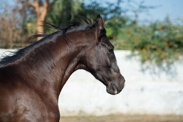 Obraz premium portrait of beautiful marwari mare running speedly in paddock. India