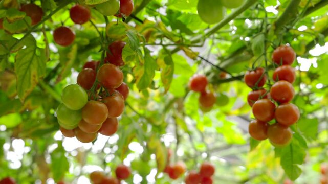 Tomato cultivation in a greenhouse in Almeria, Andalusia, Spain.