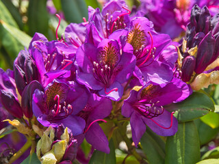 Niebieskie Rododendrony.  © Janusz