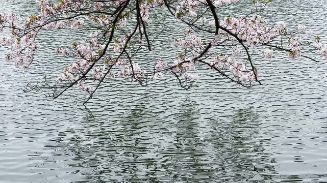 三ツ池公園　水面に映り込み風に揺れるソメイヨシノ